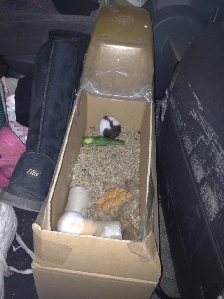 Hamster Pepsi - putter mig som en kugle;) billede 6