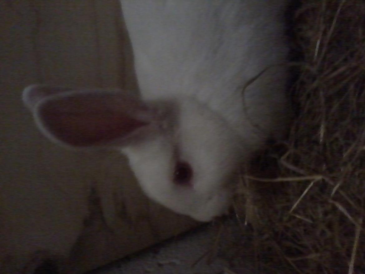 Kanin Mulle<3 billede 10