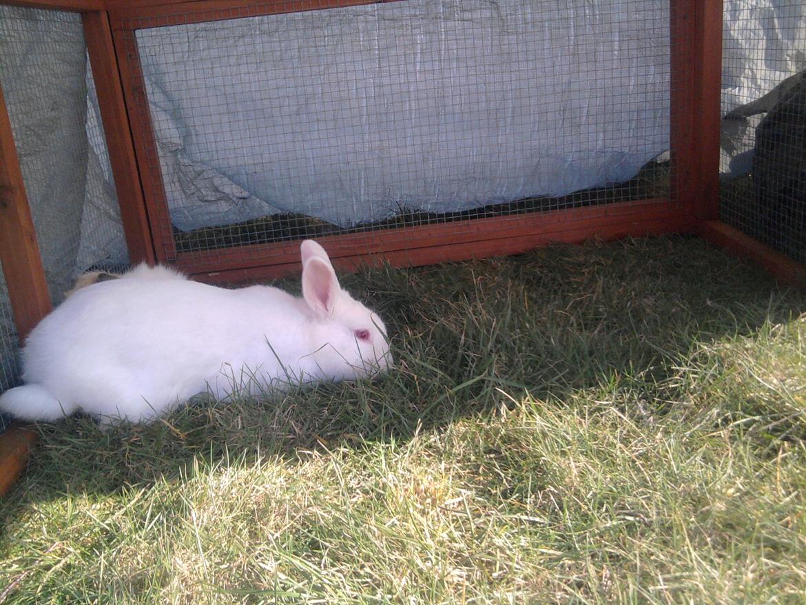 Kanin Mulle<3 billede 11