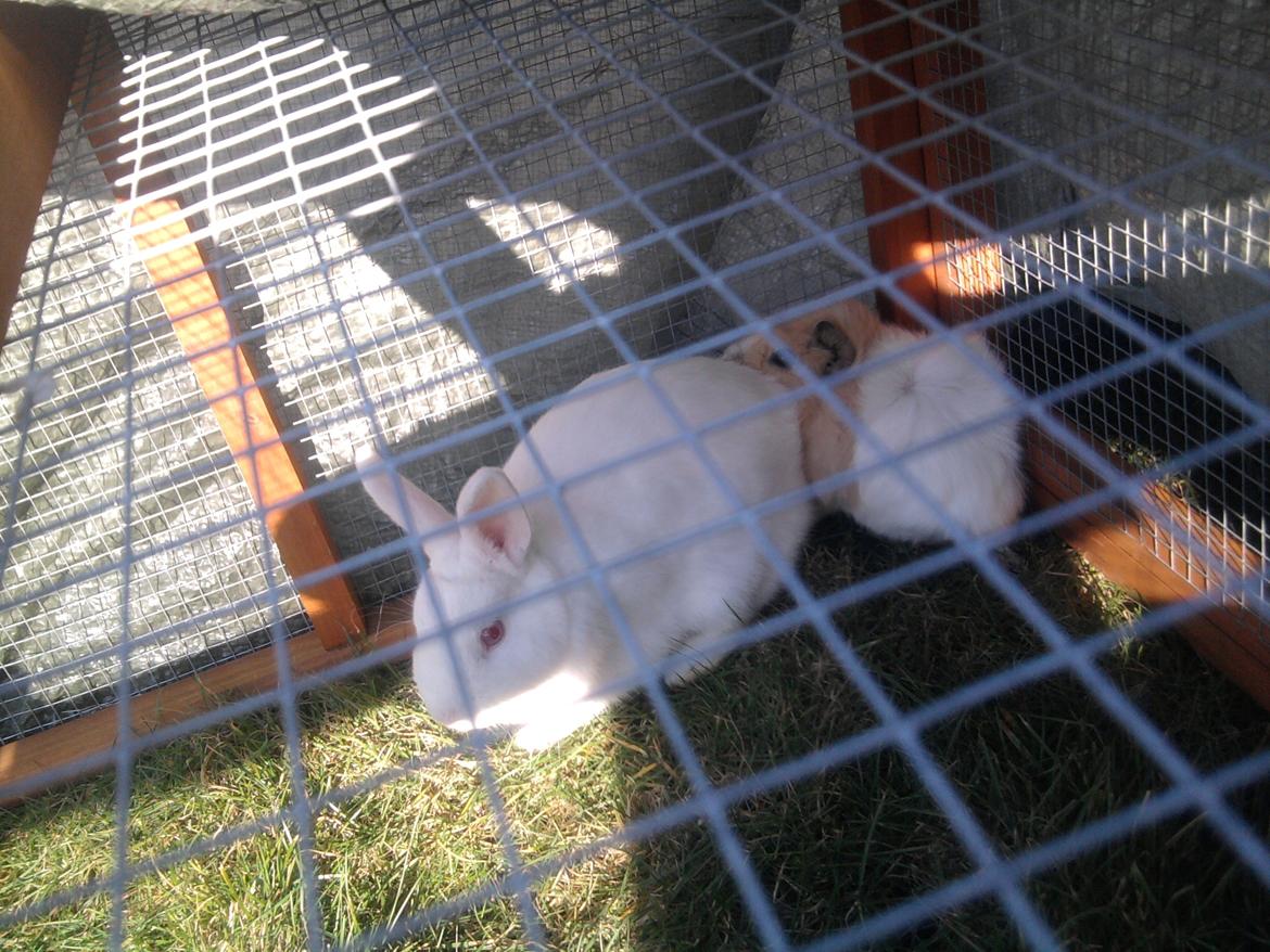 Kanin Mulle<3 billede 1