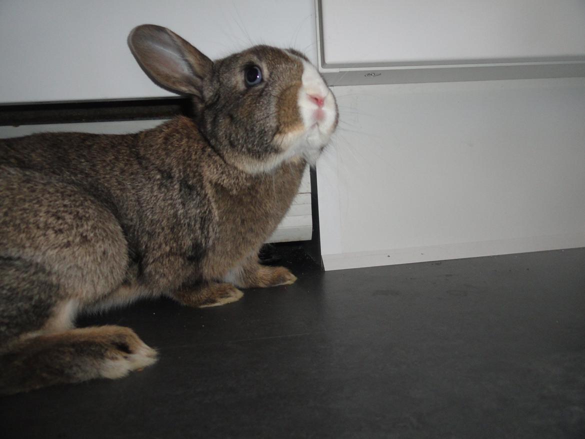 Kanin Safira billede 2