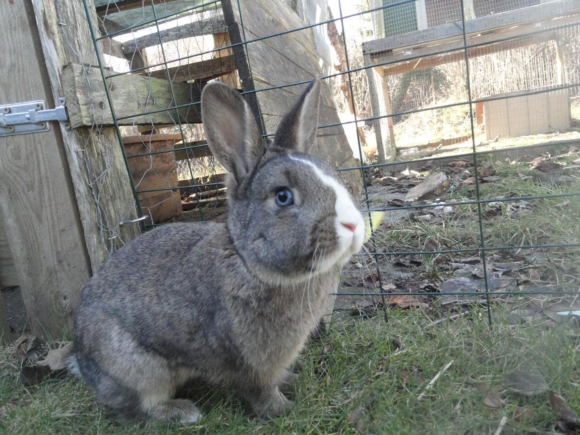 Kanin Safira billede 3