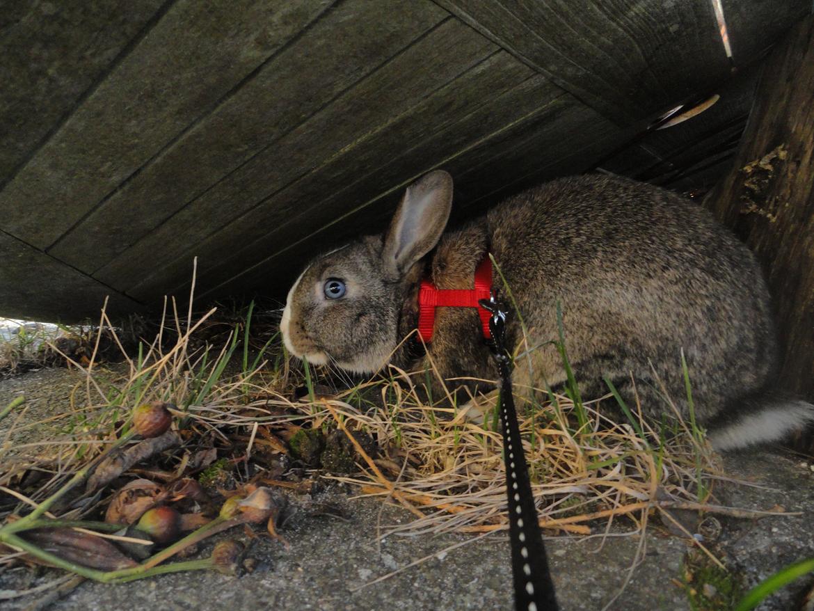 Kanin Safira billede 4