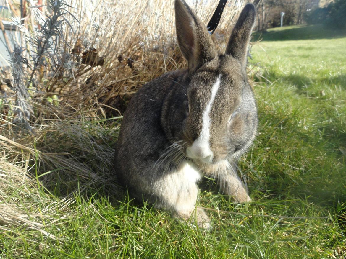 Kanin Safira billede 5