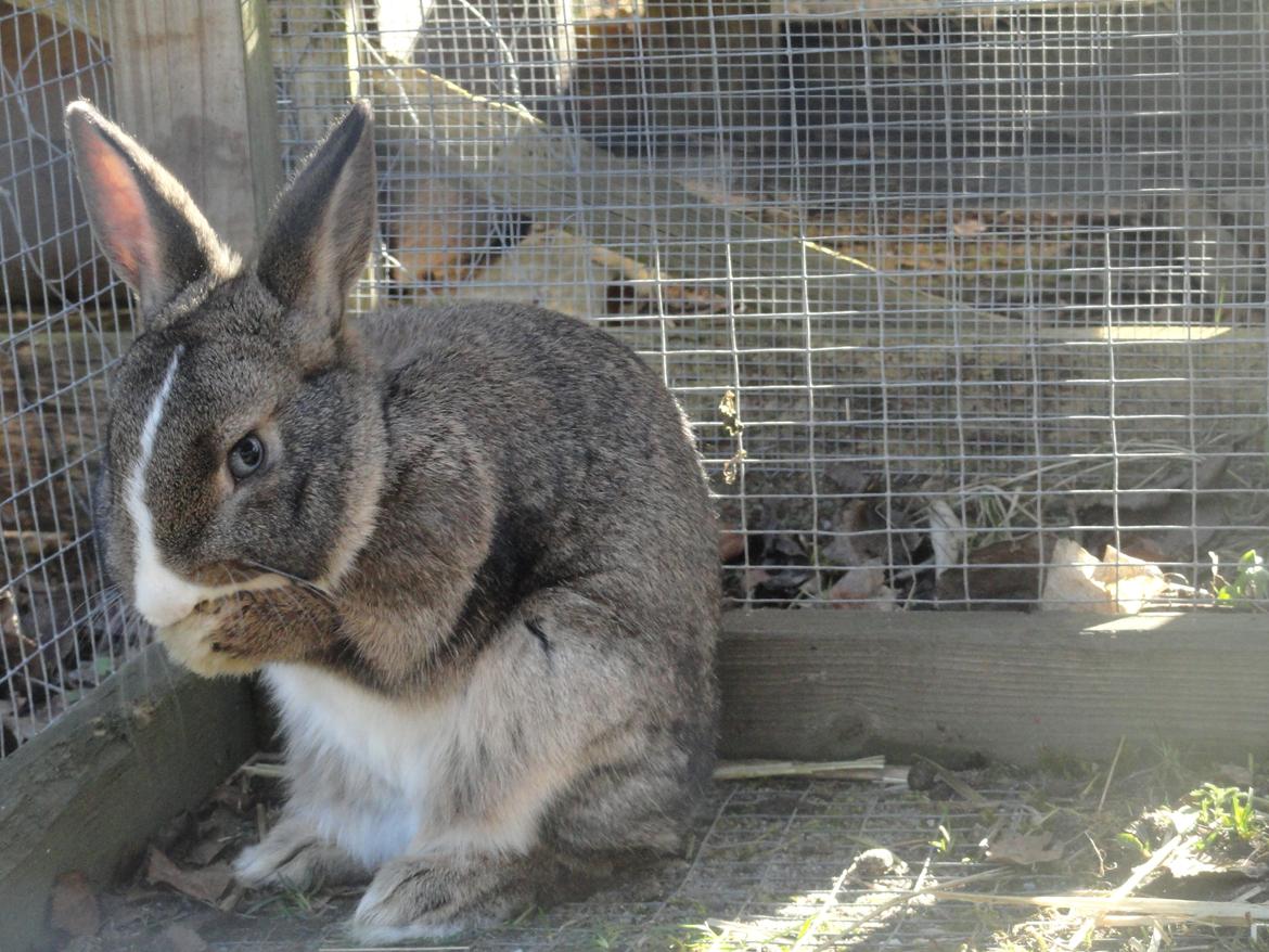 Kanin Safira billede 6