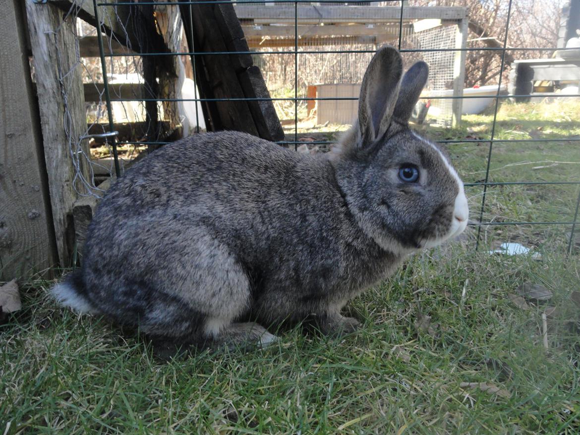 Kanin Safira billede 7