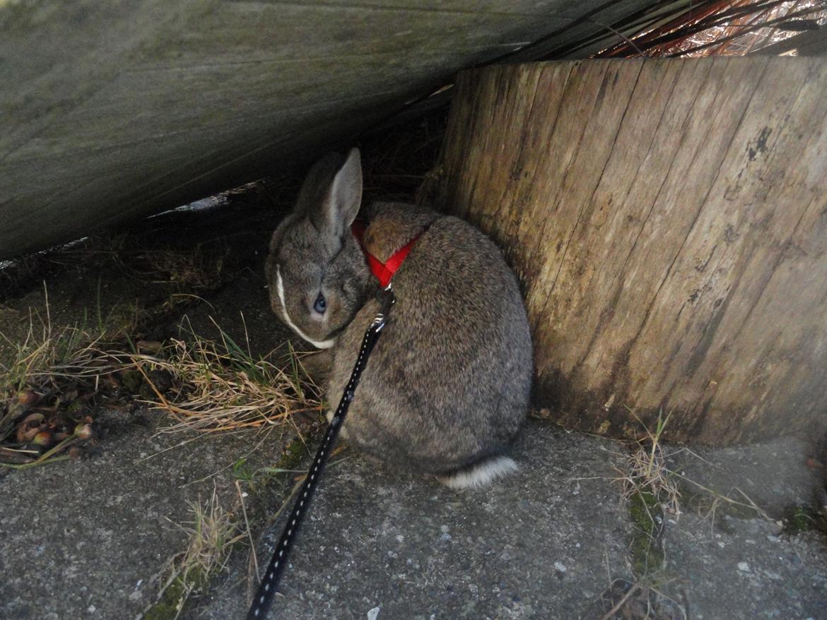 Kanin Safira billede 9