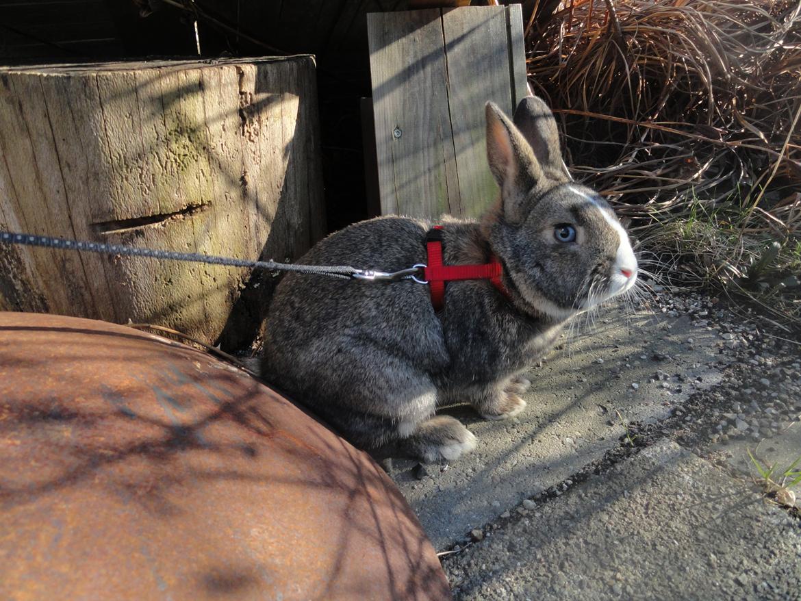 Kanin Safira billede 10