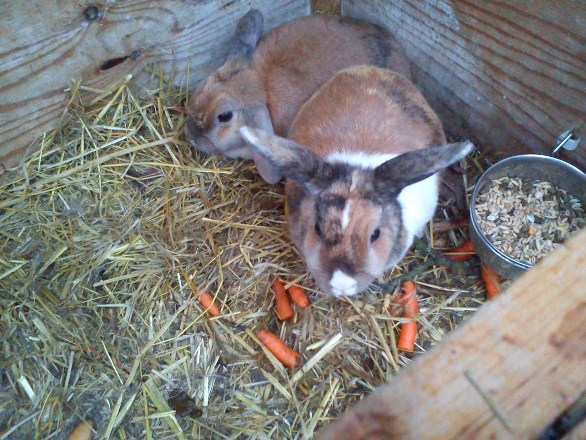 Kanin Martha Sofus - mit dejlige hjem :) billede 13