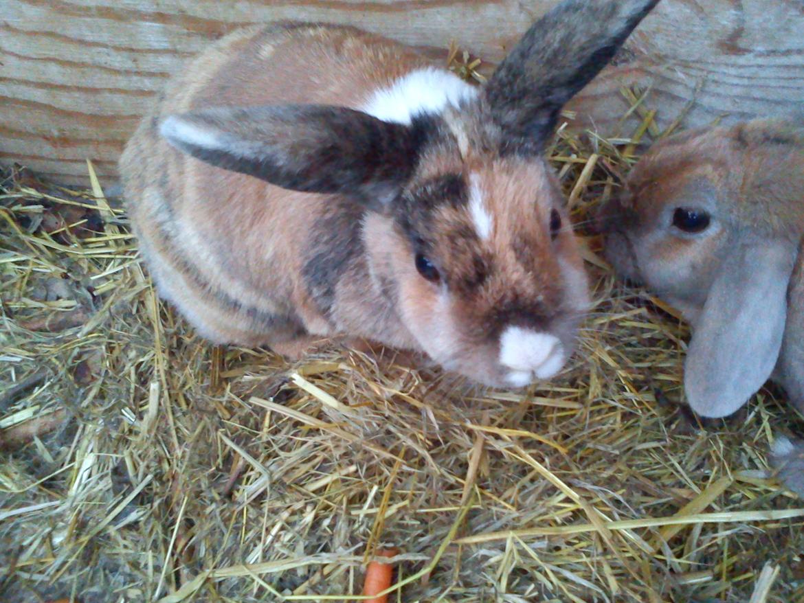 Kanin Martha Sofus billede 12