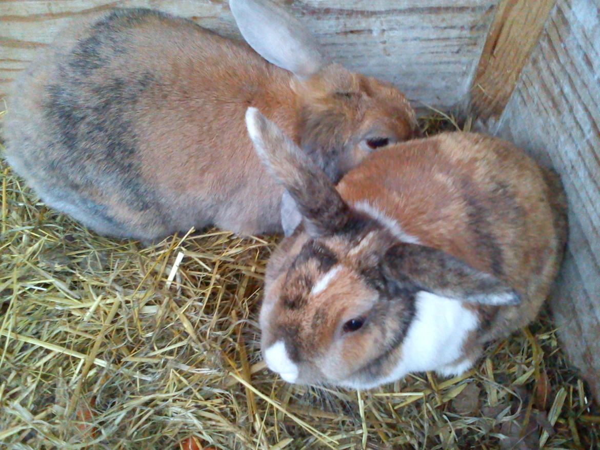 Kanin Martha Sofus billede 11