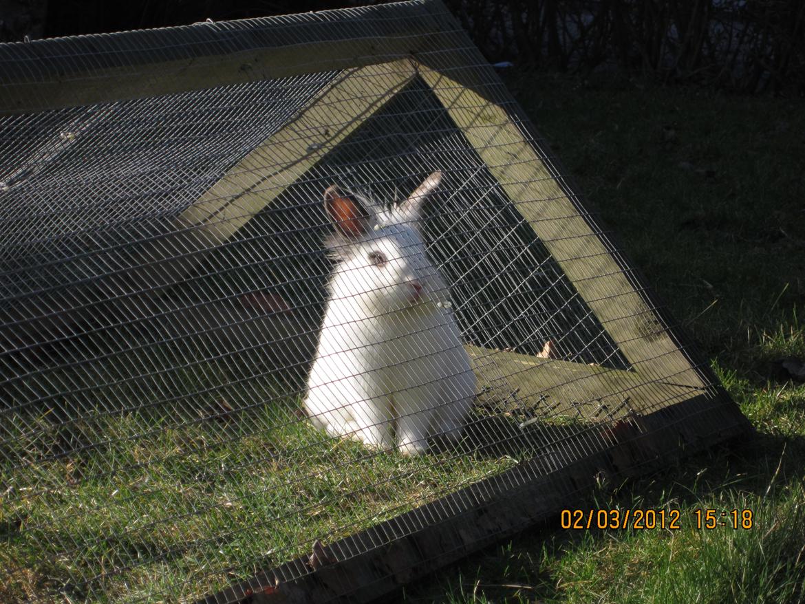 Kanin Stald Spirs Nugga De Mokka billede 18