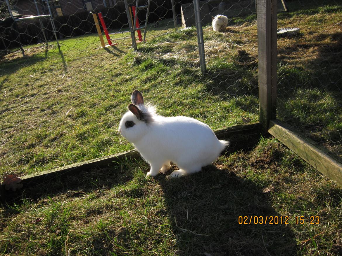 Kanin Stald Spirs Nugga De Mokka billede 13