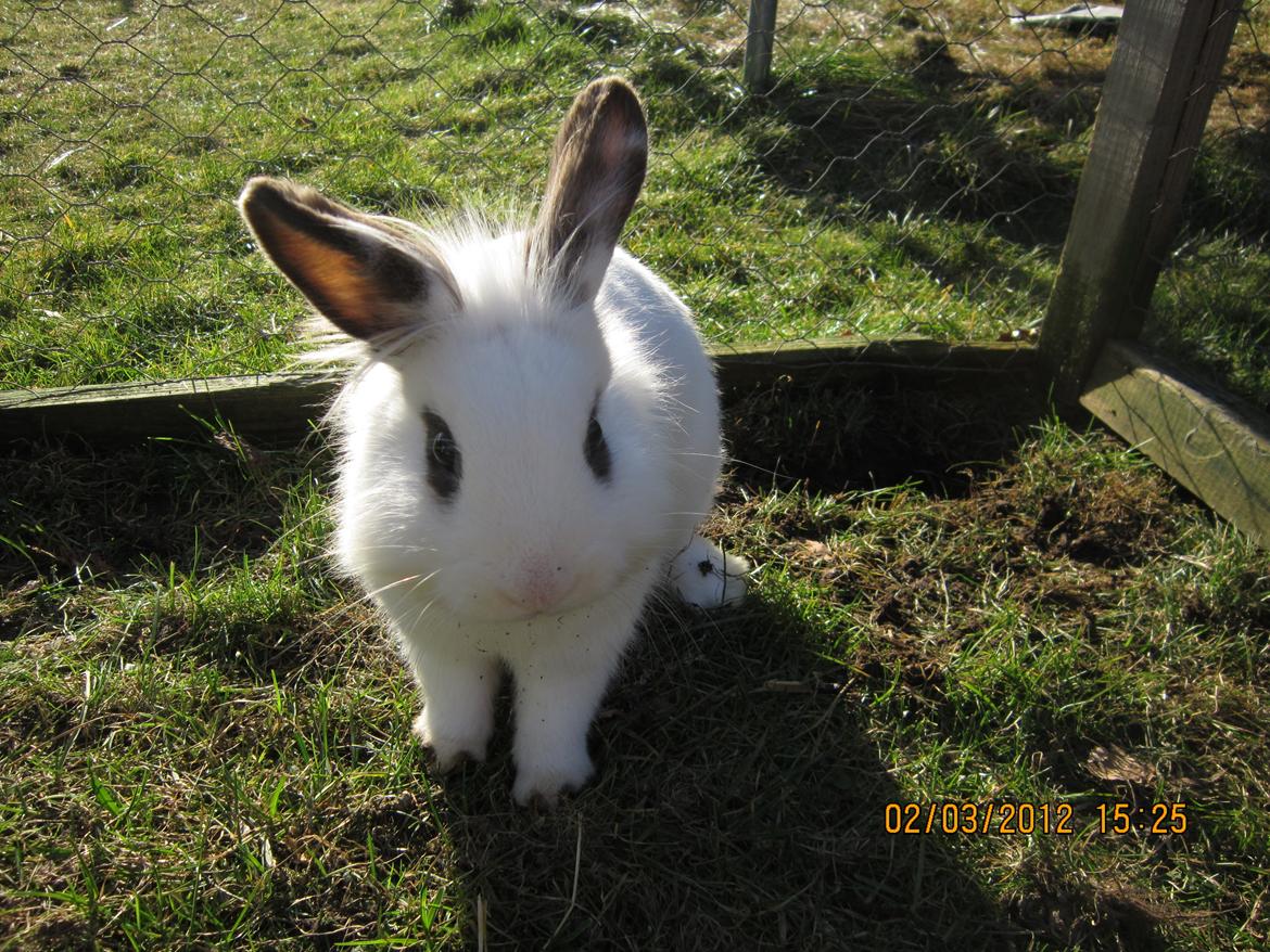 Kanin Stald Spirs Nugga De Mokka billede 19