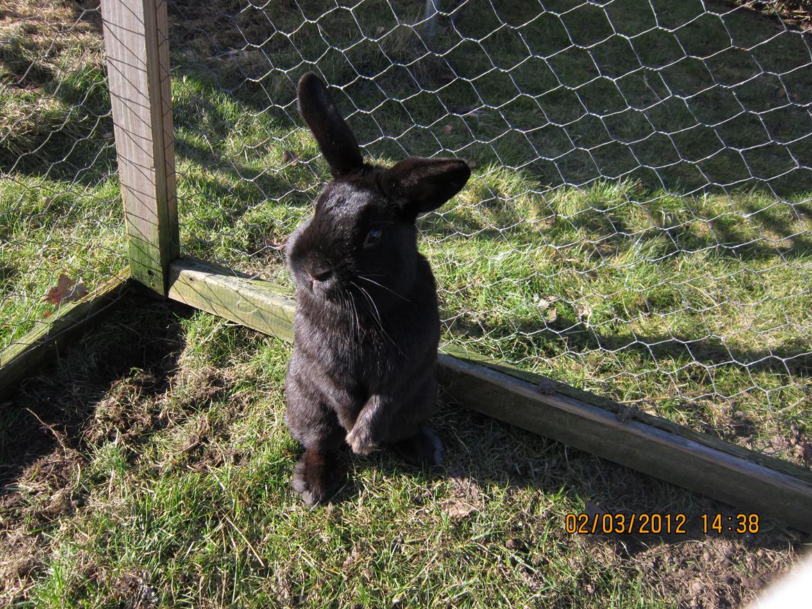 Kanin Stald Spir's Paradise Surprise billede 16