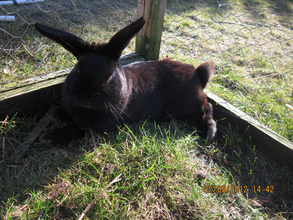 Kanin Stald Spir's Paradise Surprise - Velkommen til Surprises profil :) billede 1