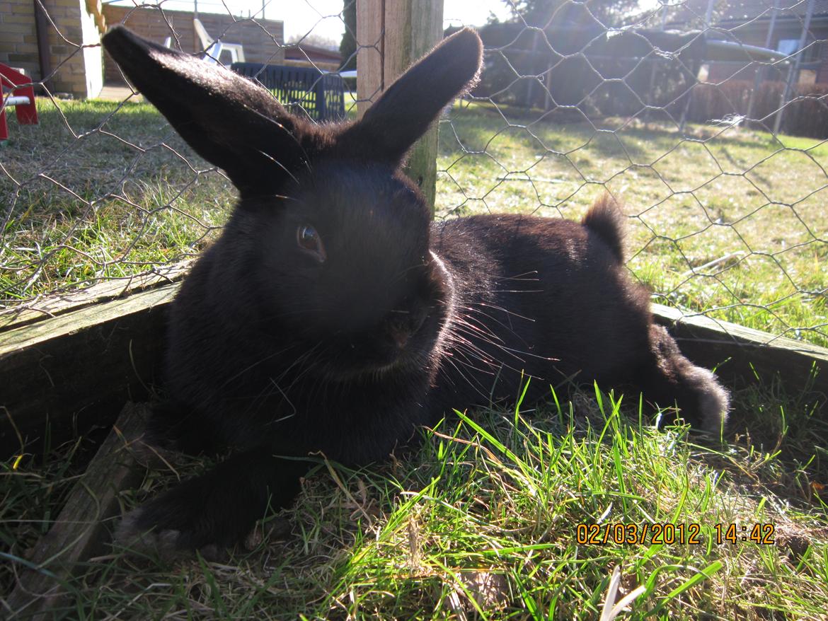 Kanin Stald Spir's Paradise Surprise - Det bette pus er blevet lidt træt efter at have tonset rundt :p billede 17