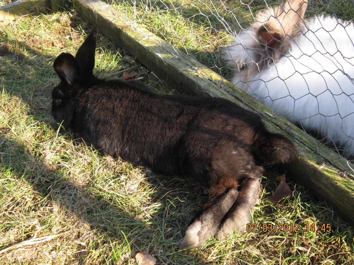 Kanin Stald Spir's Paradise Surprise - Bette'manden og Messen slapper lidt af ;) billede 18