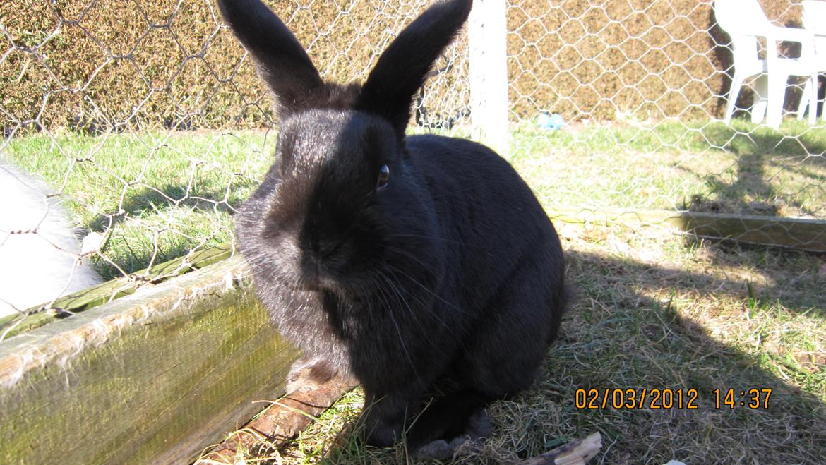 Kanin Stald Spir's Paradise Surprise billede 8