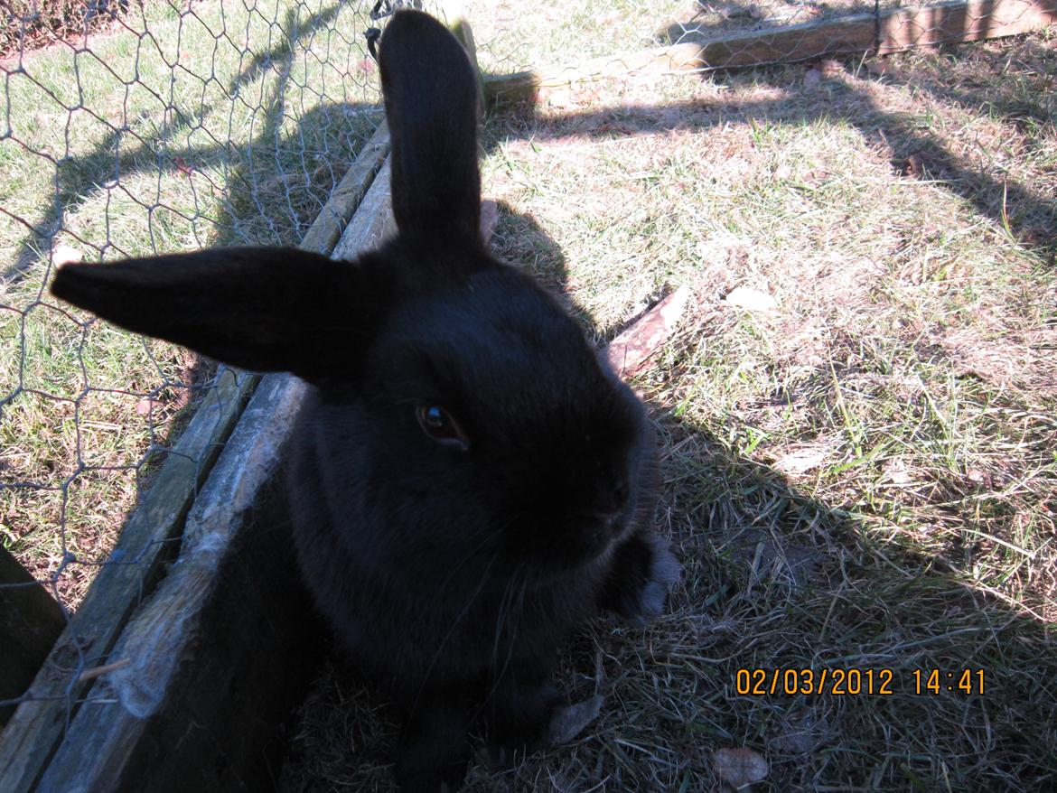 Kanin Stald Spir's Paradise Surprise billede 19