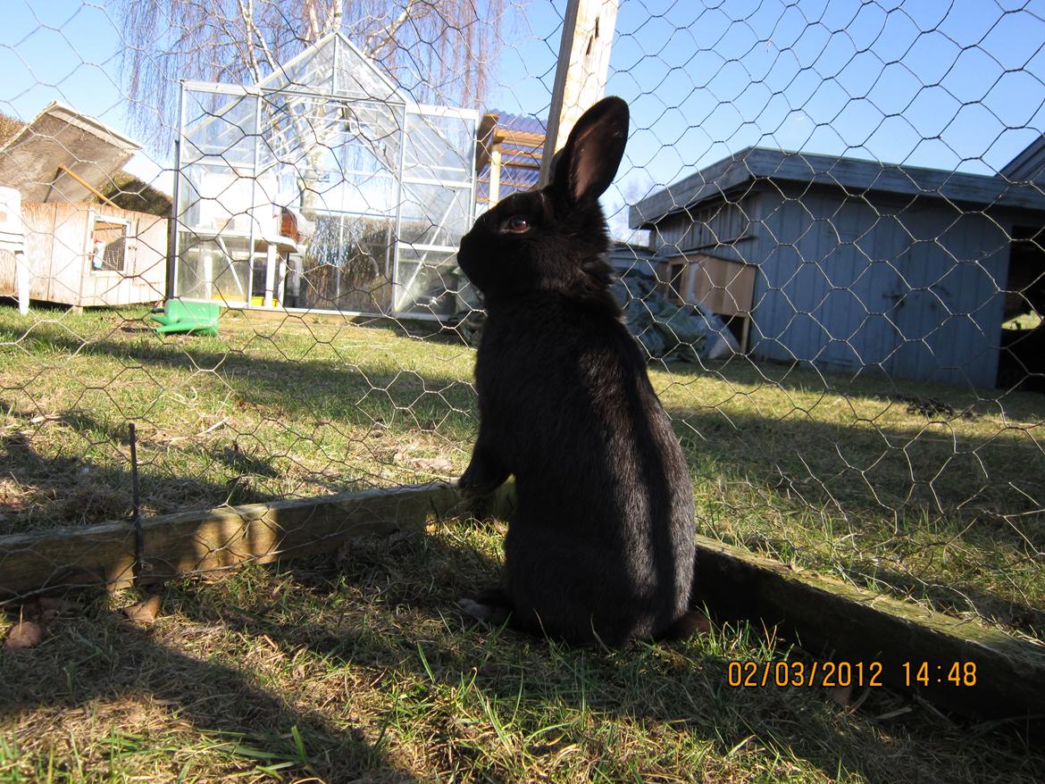 Kanin Stald Spir's Paradise Surprise - Tak fordi du kiggede forbi, læg gerne en kommentar og en bedømmelse ;) billede 20