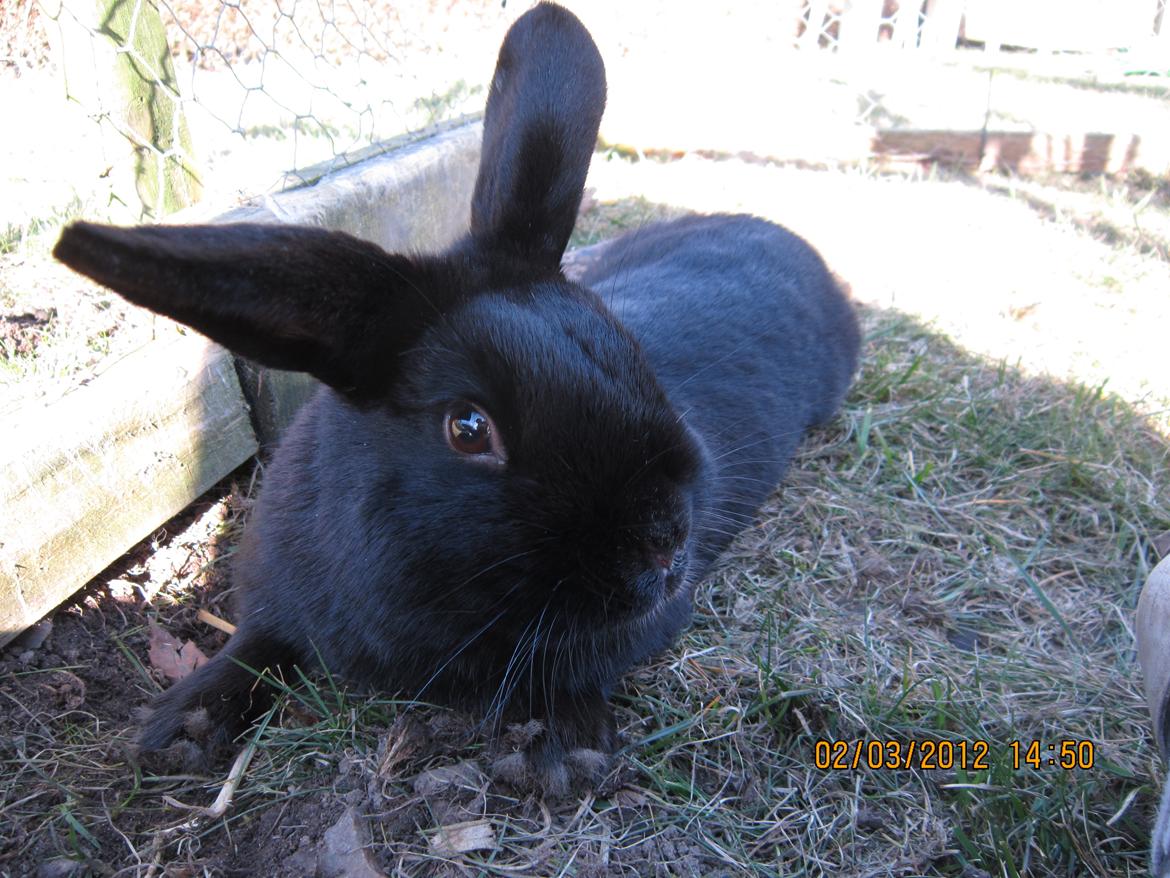 Kanin Stald Spir's Paradise Surprise billede 14