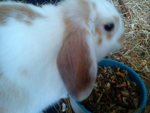 Kanin Bella - Bella der spiser billede 13