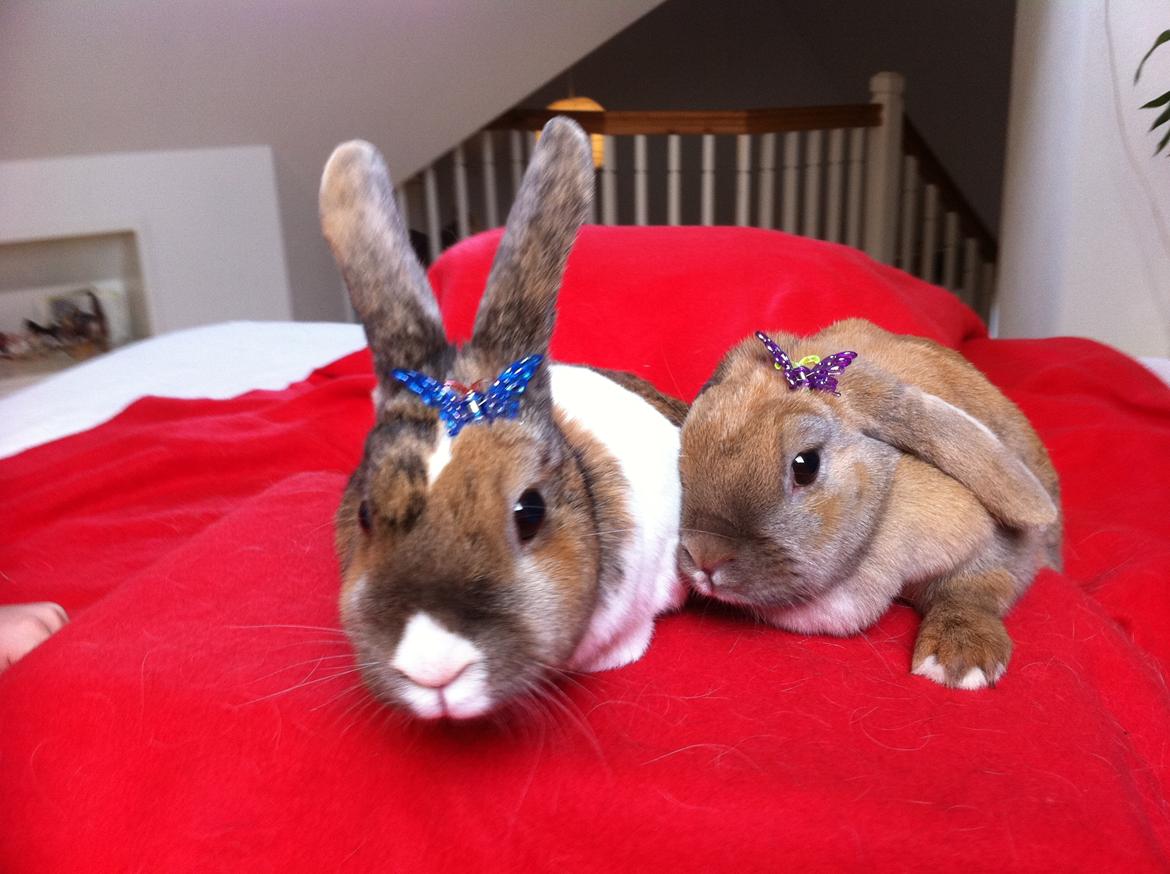 Kanin Martha Sofus - tøsehygge med søster :) billede 2