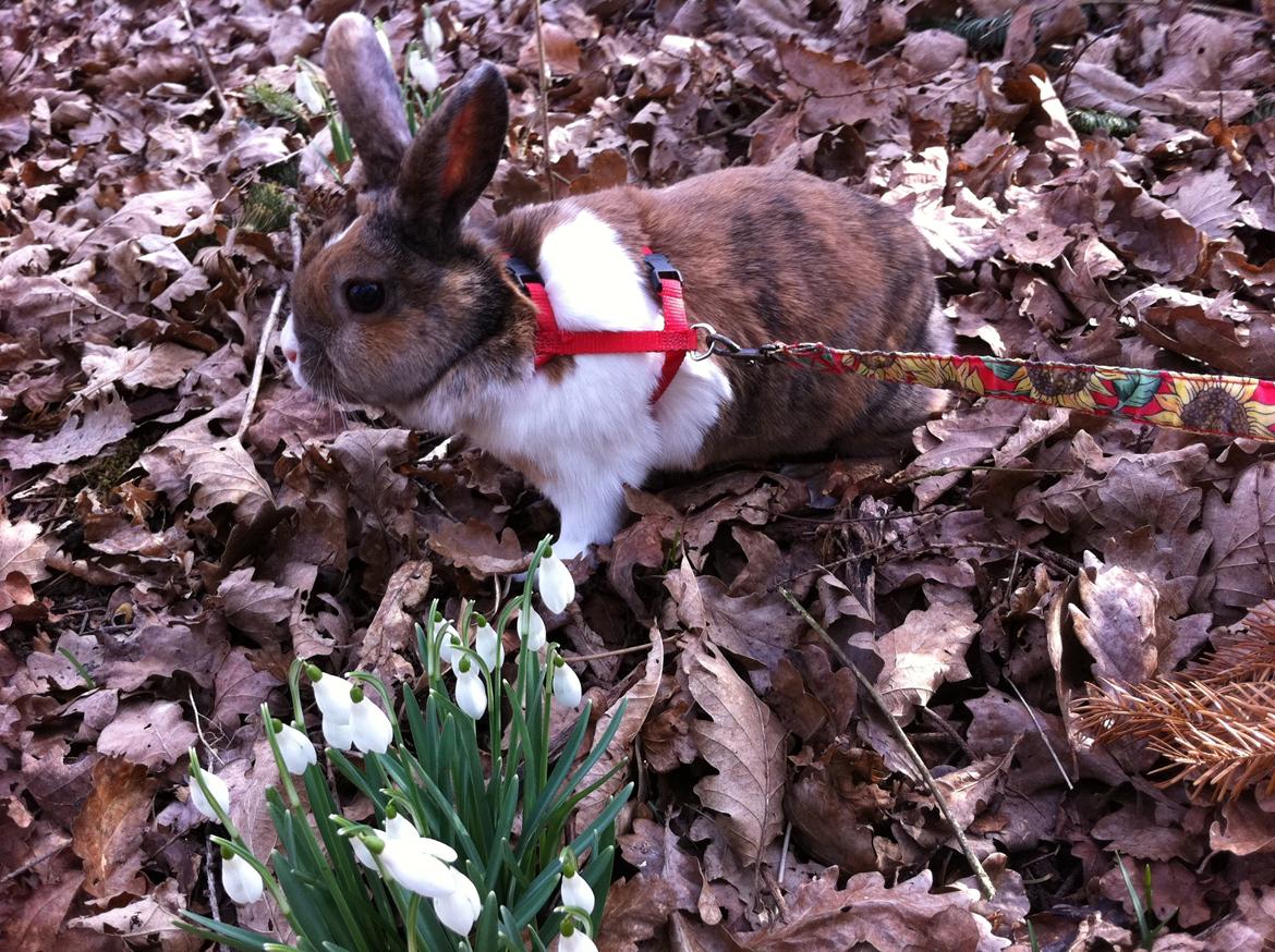 Kanin Martha Sofus - ud og lege i blade:D billede 6