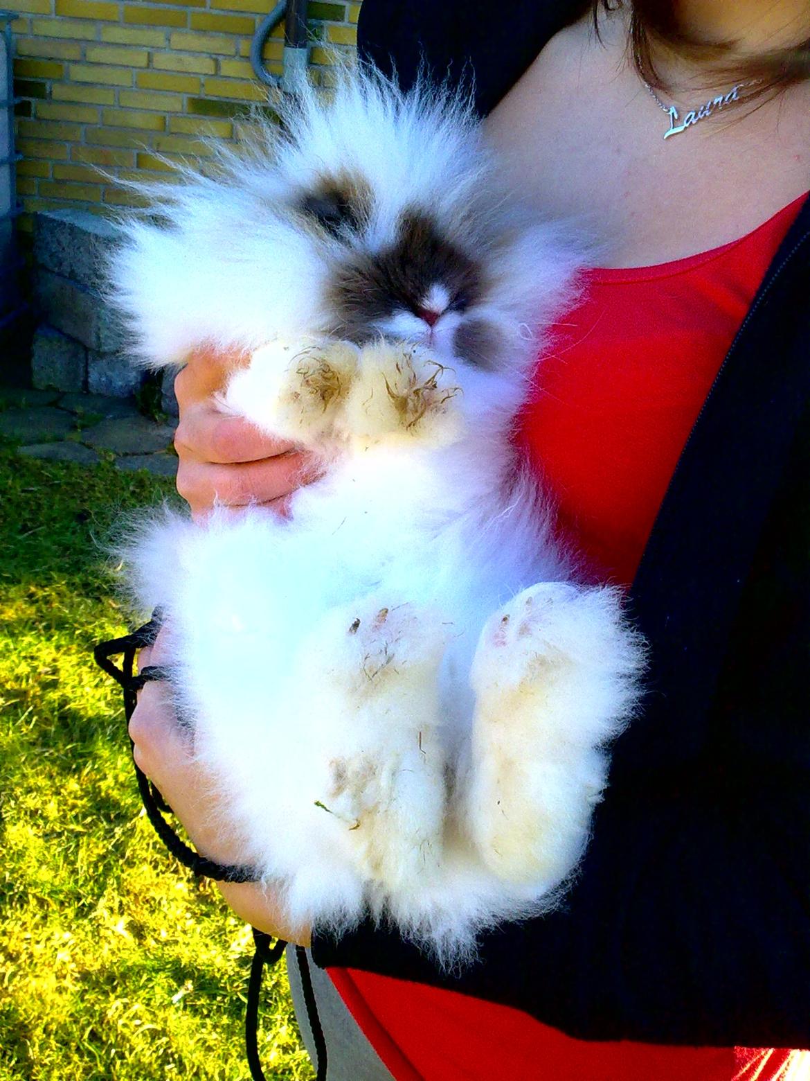 Kanin Stald Primas Prins Messi - Velkommen til Messis profil :p

Billedet er IKKE redigeret ;) billede 1