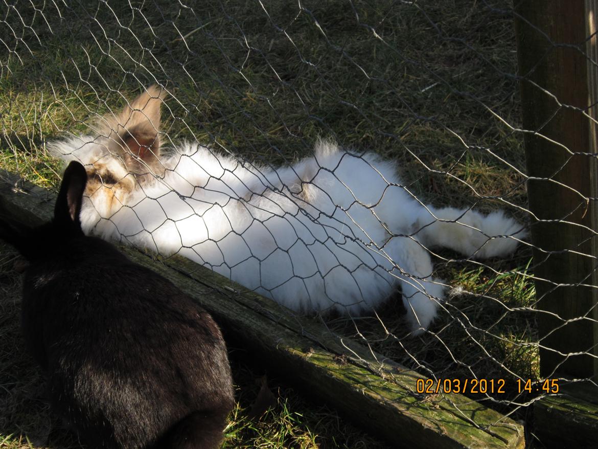 Kanin Stald Primas Prins Messi billede 7