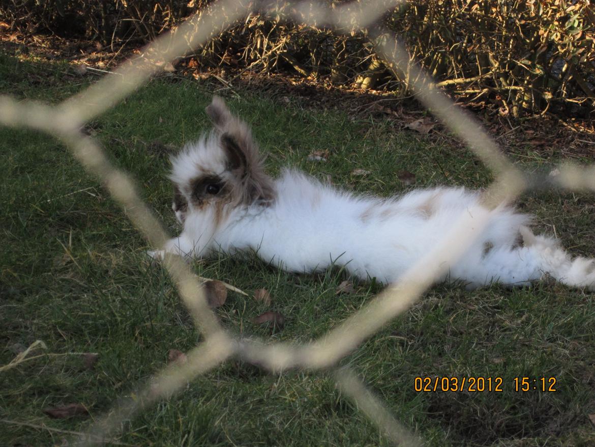 Kanin Stald Primas Prins Messi - Messi ligger og slapper af efter at have rendt rundt i haven :p billede 17