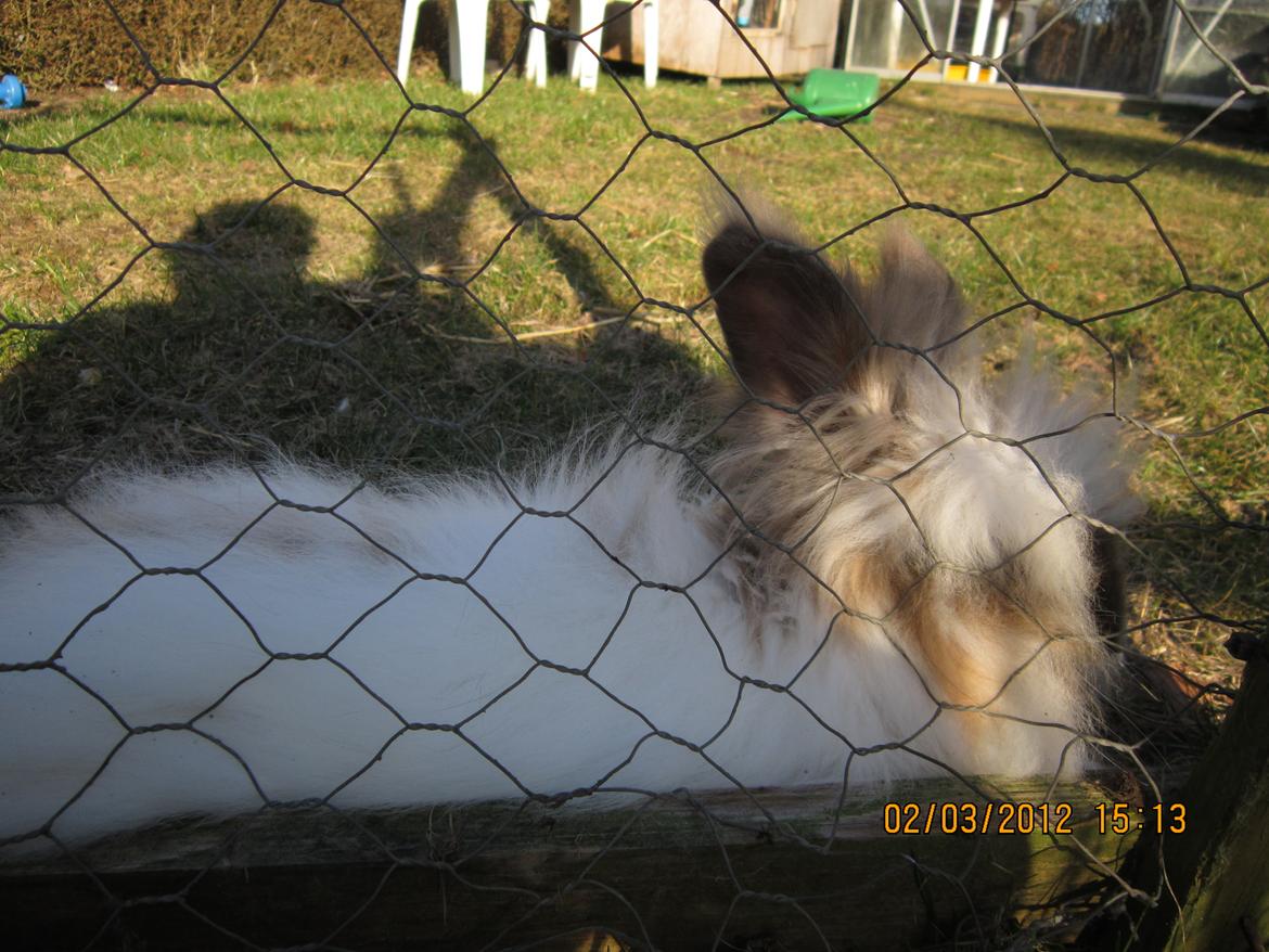 Kanin Stald Primas Prins Messi billede 18