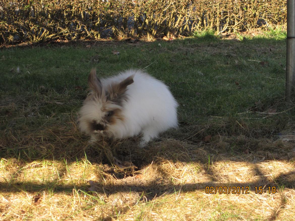 Kanin Stald Primas Prins Messi billede 19