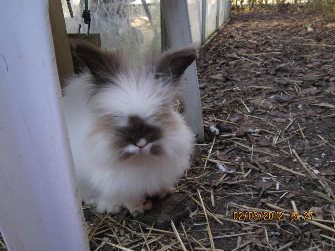 Kanin Stald Primas Prins Messi - Fætter pophår? :D billede 9