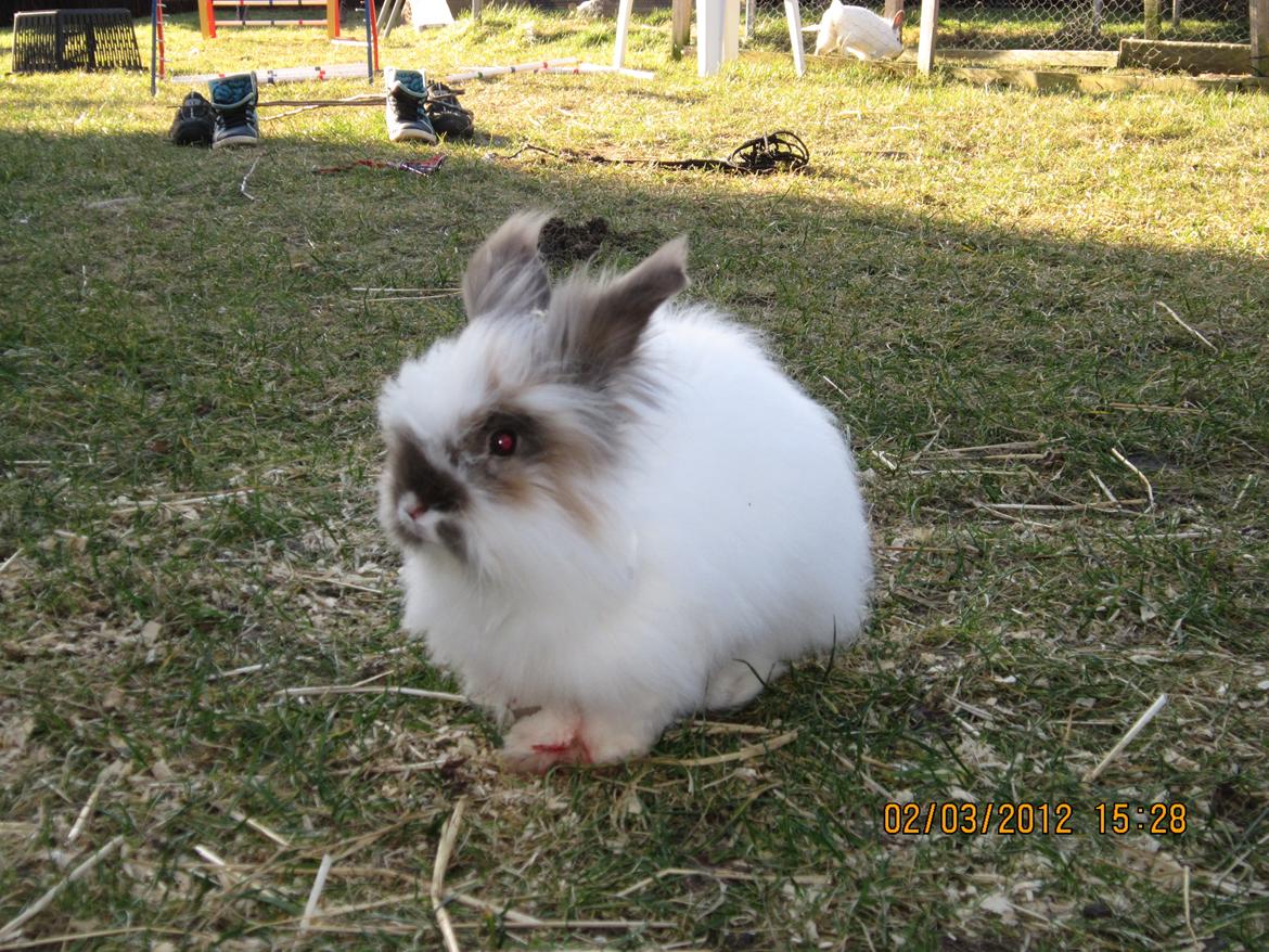 Kanin Stald Primas Prins Messi billede 20