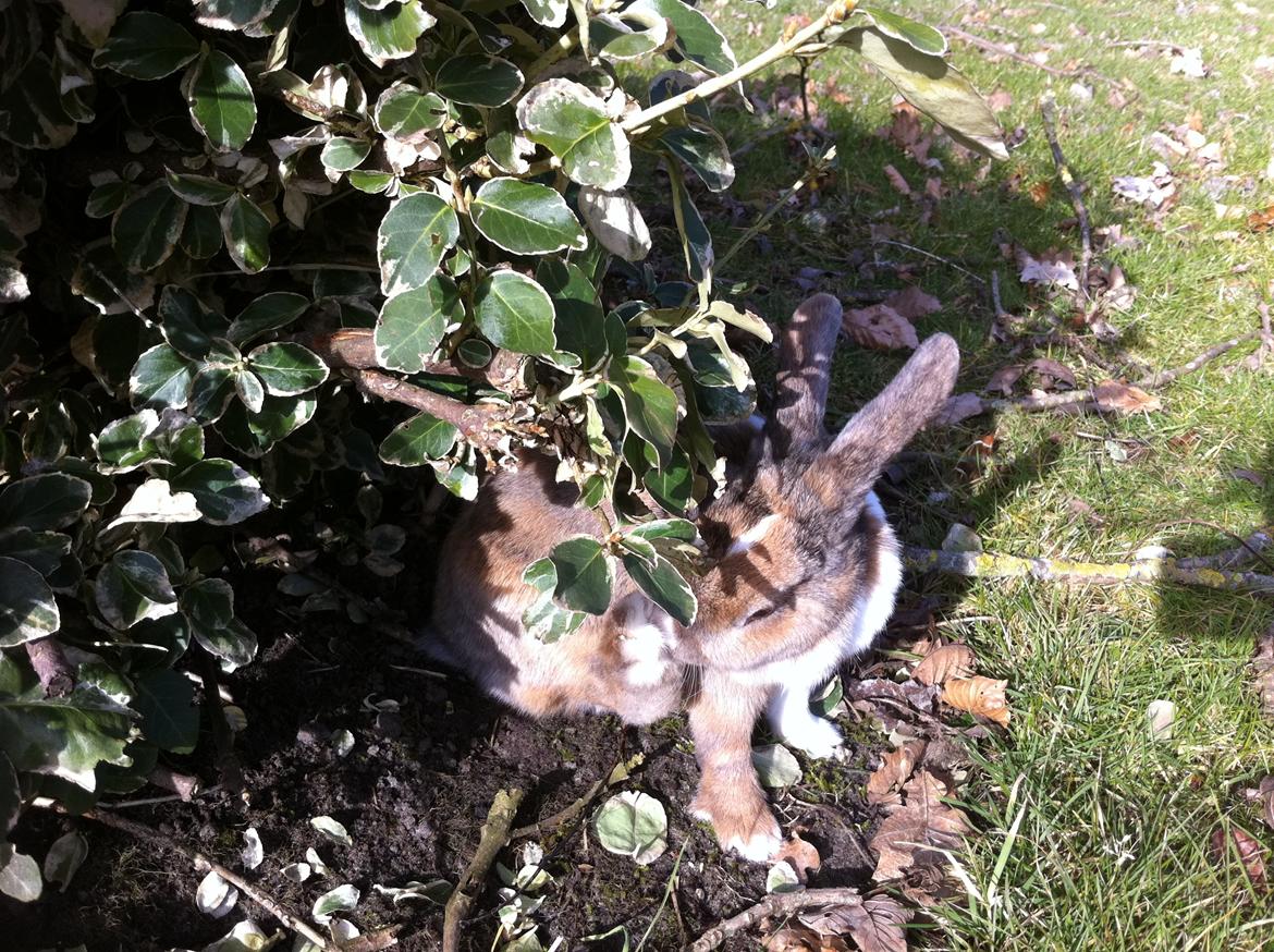 Kanin Martha Sofus billede 7