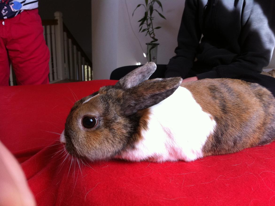 Kanin Martha Sofus billede 3