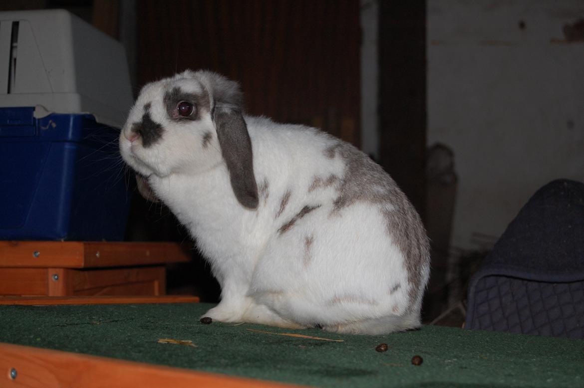 Kanin Molly billede 1