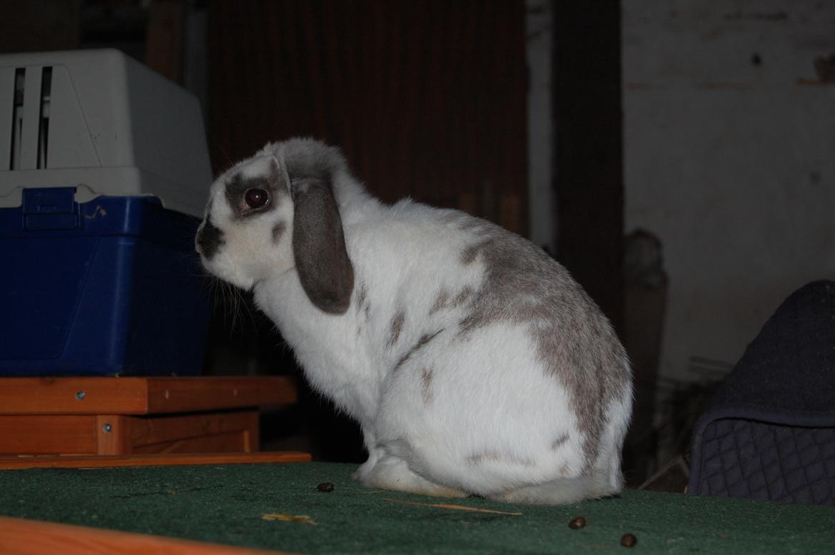 Kanin Molly billede 2