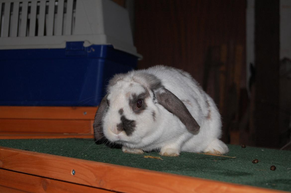 Kanin Molly billede 3