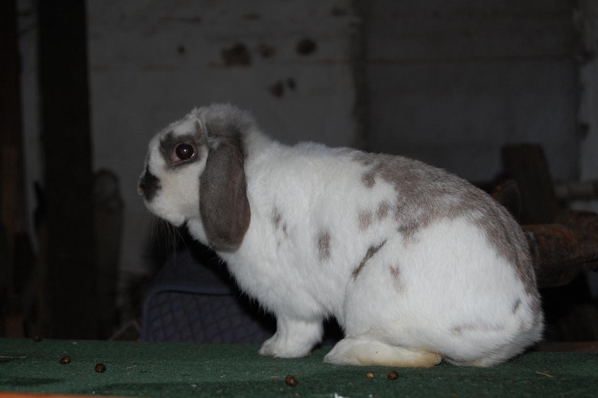 Kanin Molly billede 4