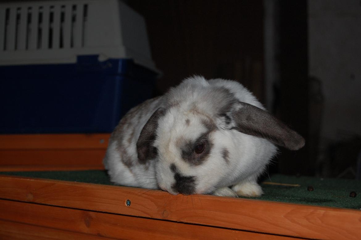 Kanin Molly billede 5