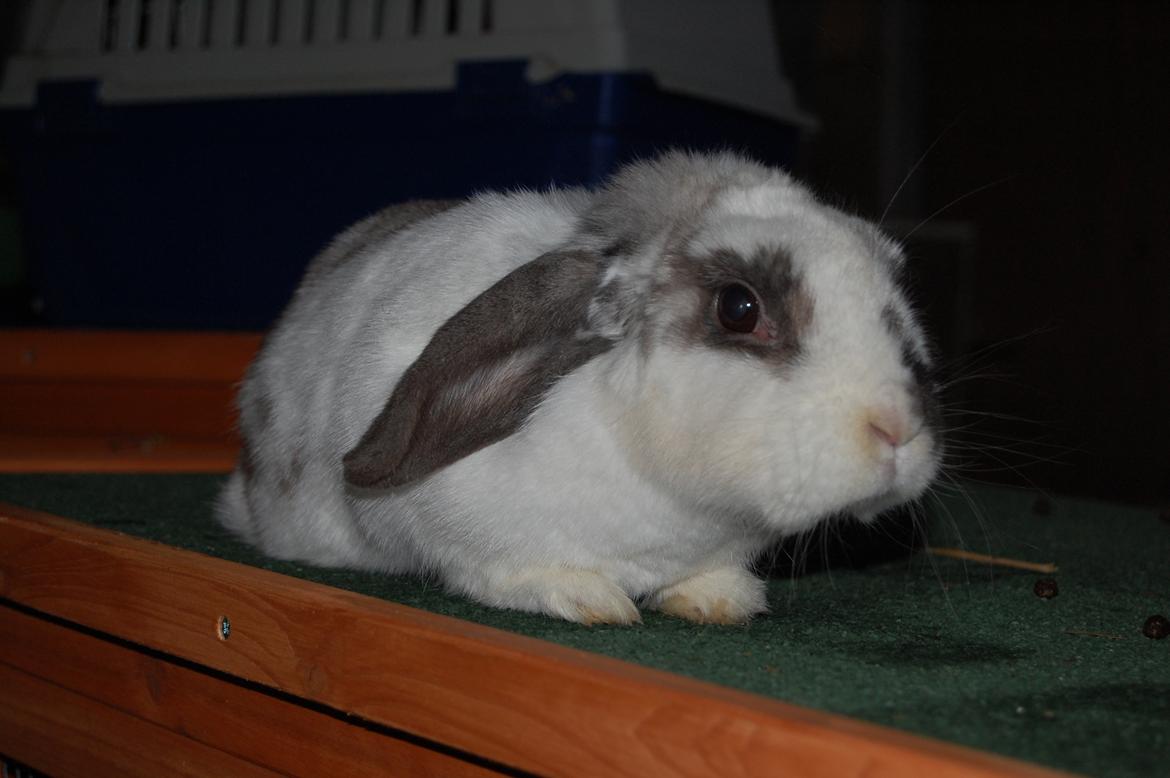 Kanin Molly billede 6