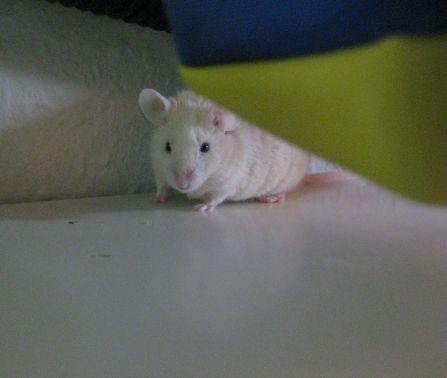 Mus VM's "KevJumba" R.I.P. - Hehe, "jeg kan seeeee dig" billede 6