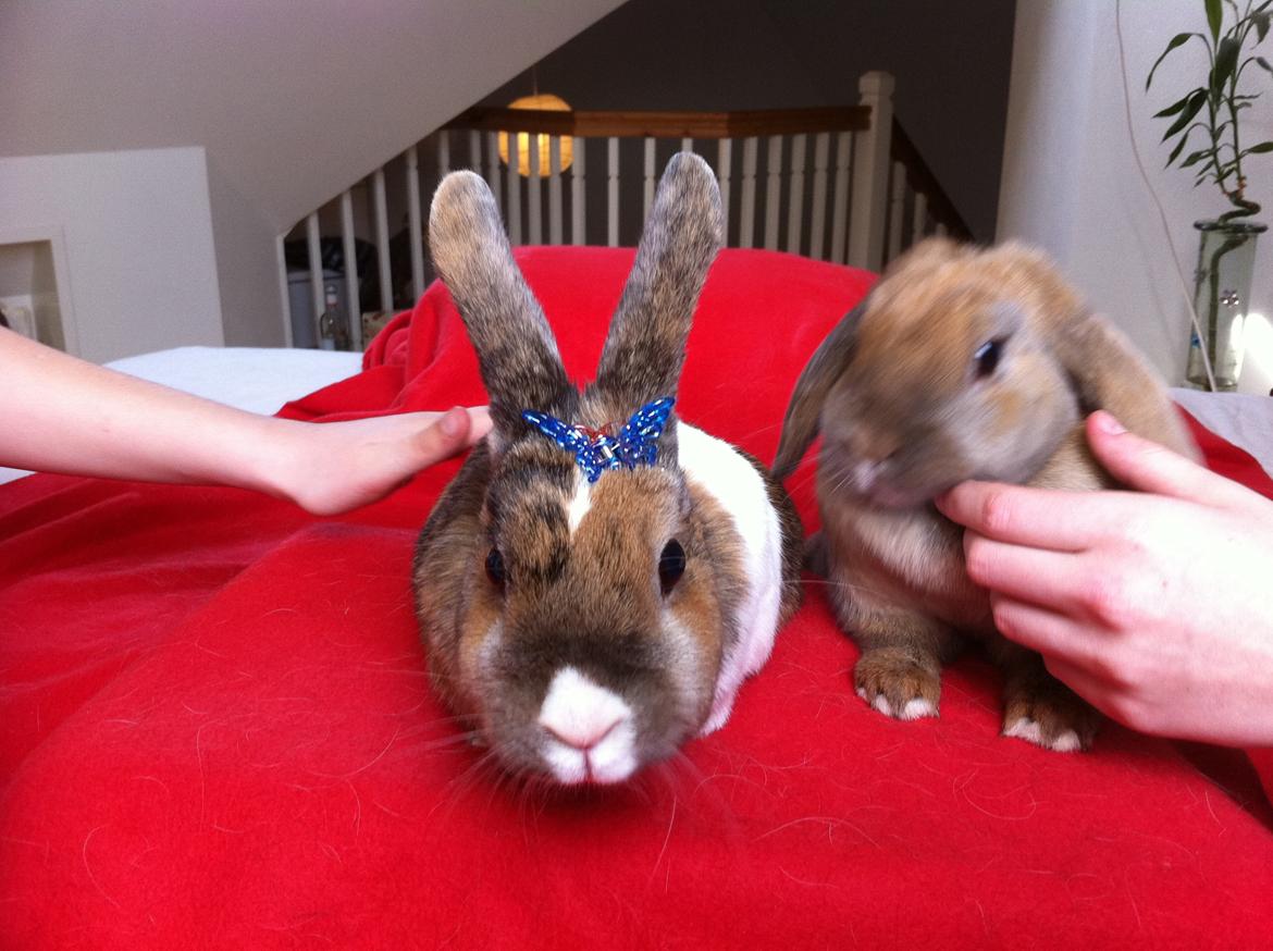 Kanin Martha Sofus billede 1