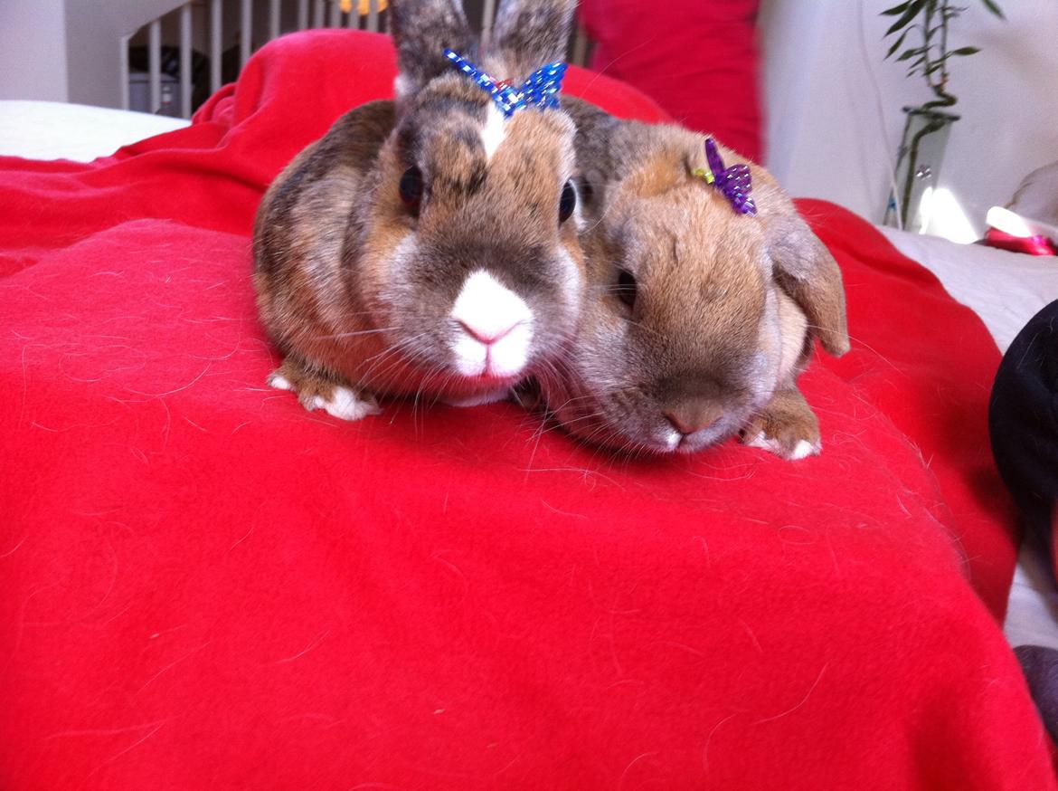 Kanin Martha Sofus billede 4