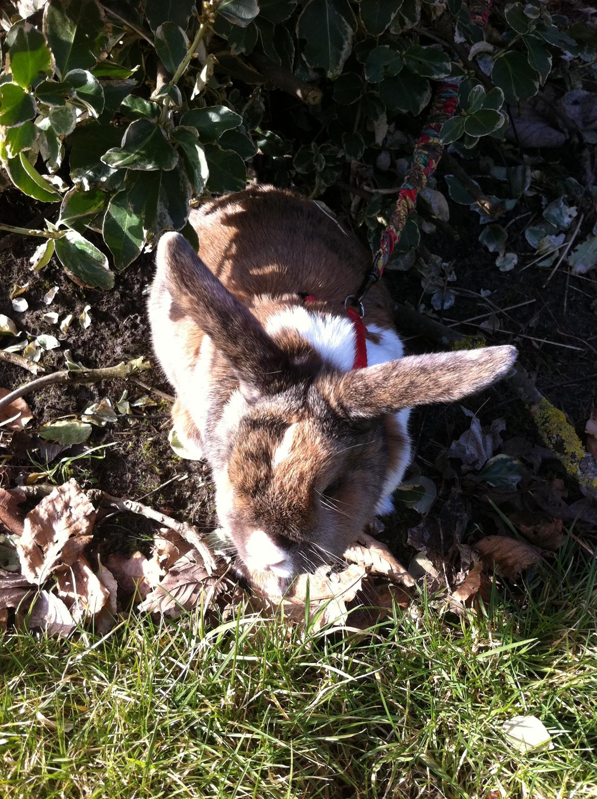 Kanin Martha Sofus - det er så hyggeligt at væer ude billede 8