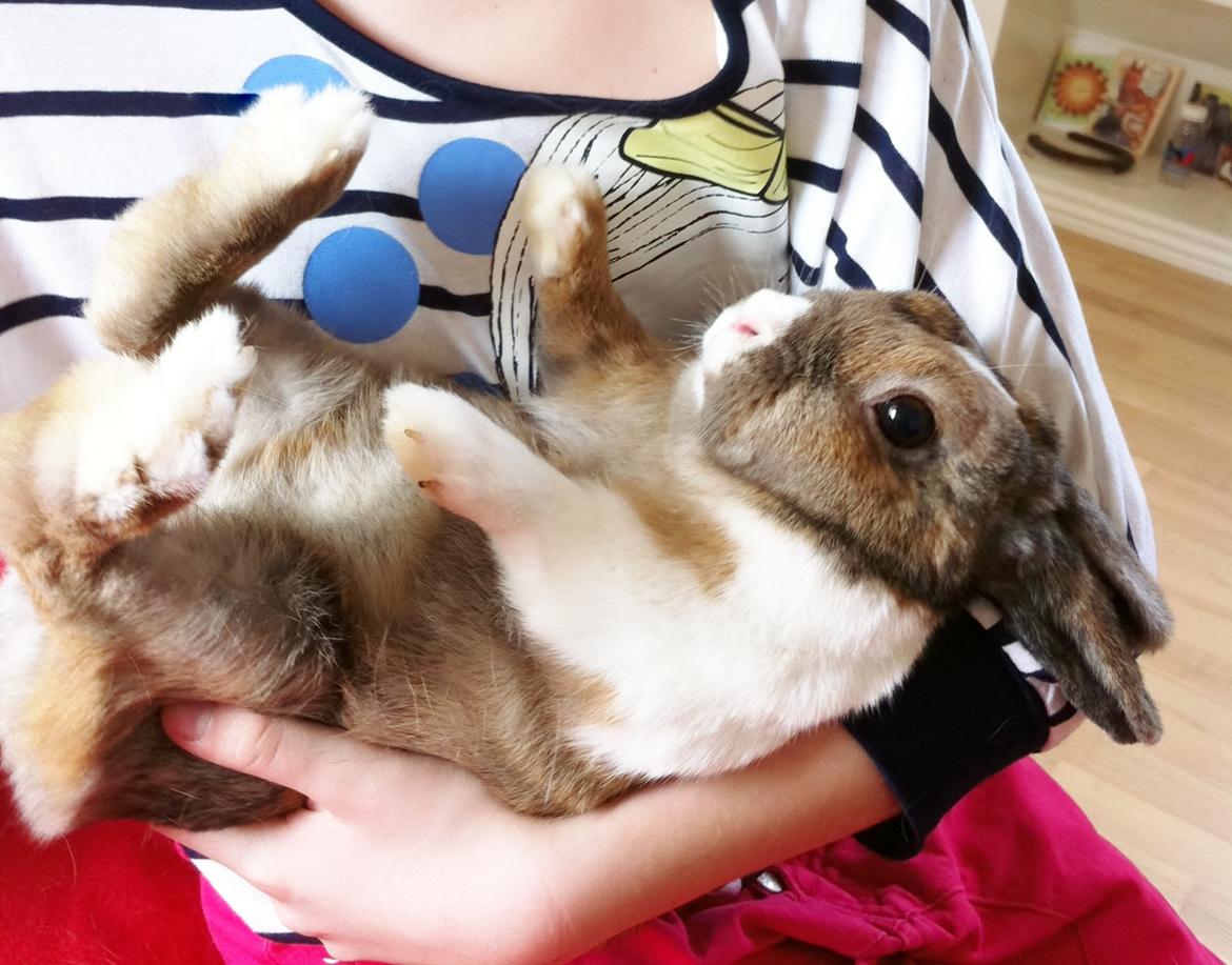 Kanin Martha Sofus -   i love clarab :) billede 5