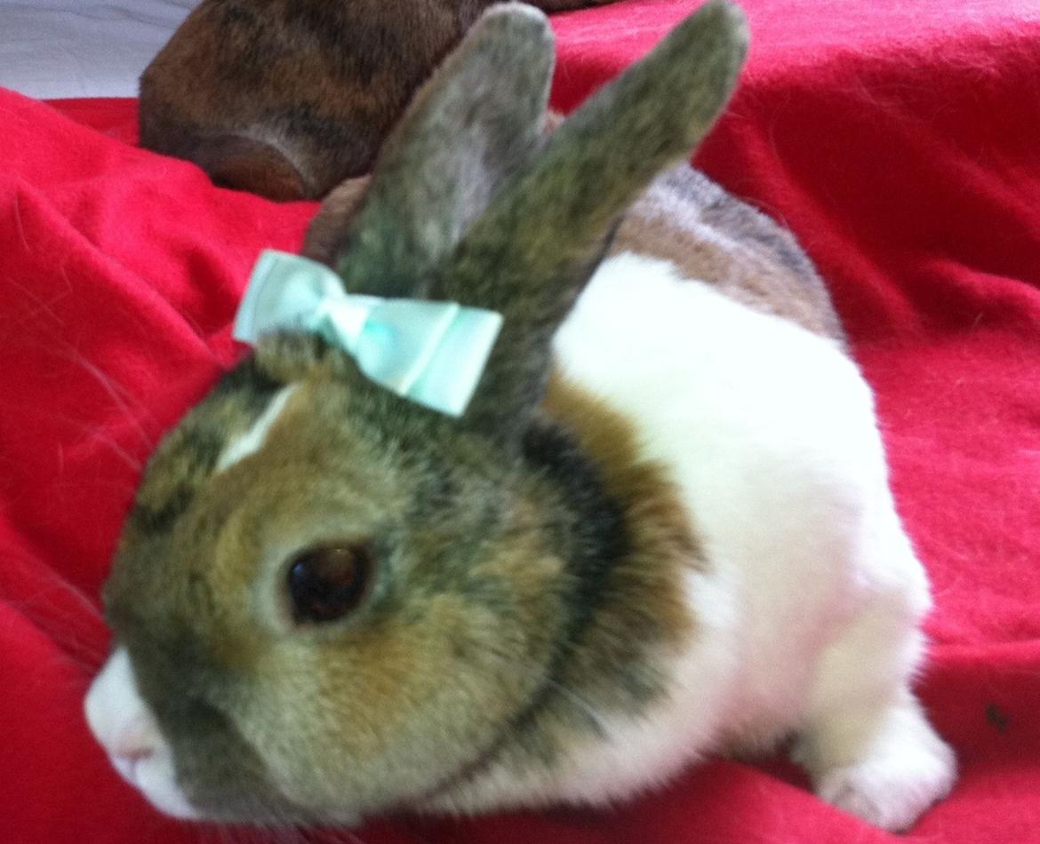 Kanin Martha Sofus - sjov som foto model billede 10